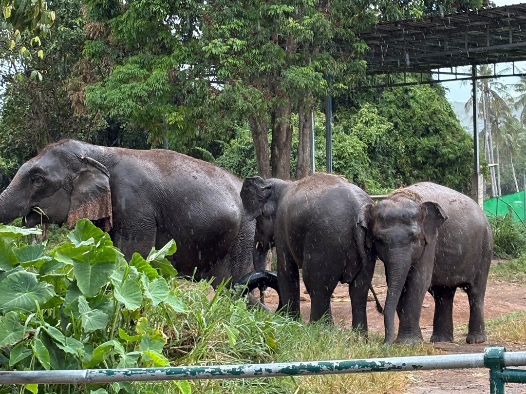I Love Elephant Samui-Na Mueang必去景点