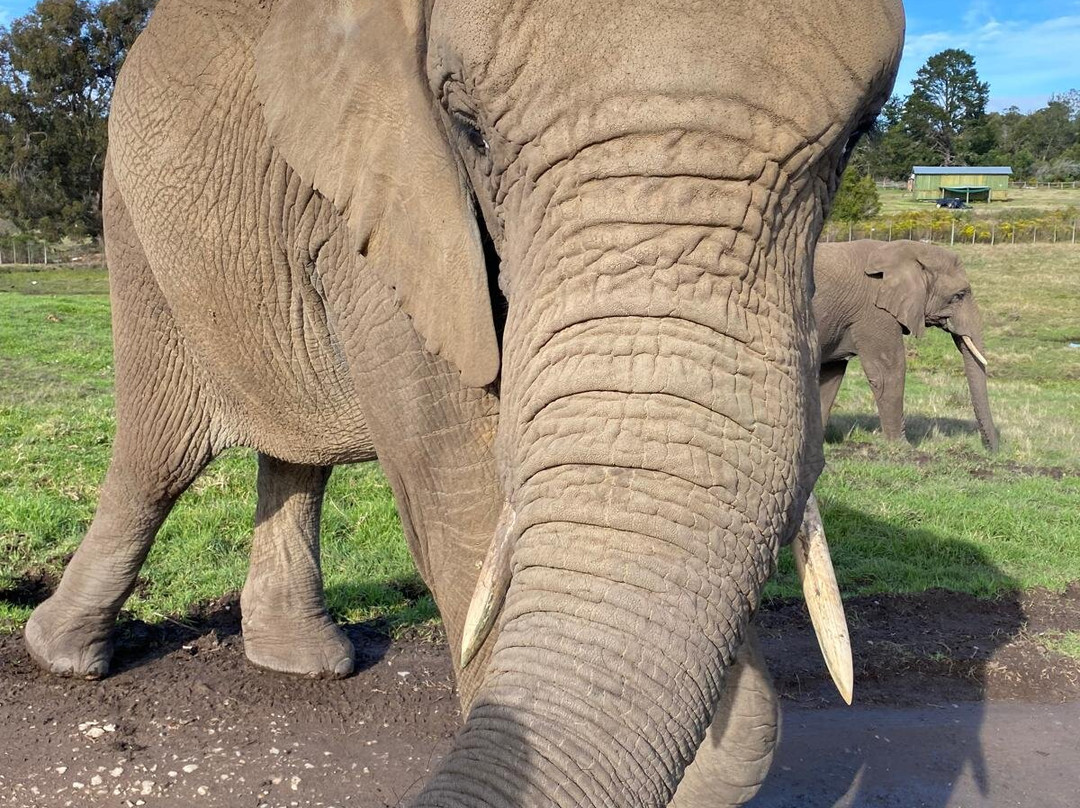 Knysna Elephant Park-克尼斯纳必去景点