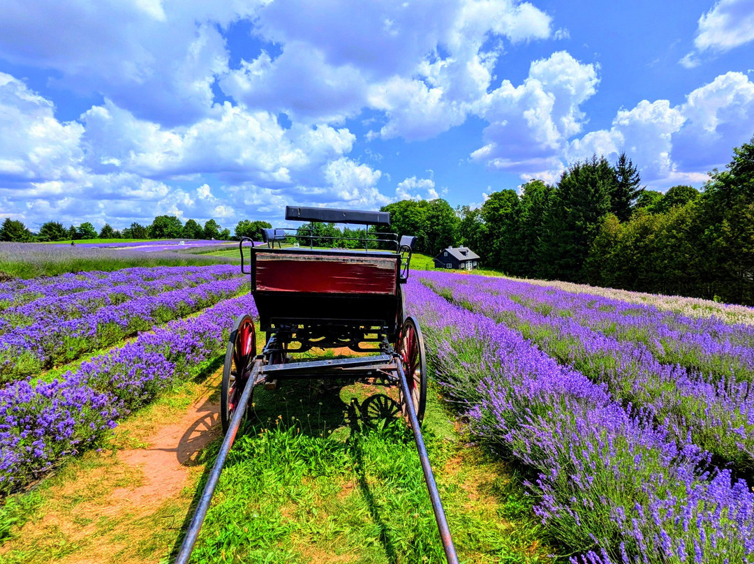 Kelso Lavender Farm-Milton必去景点