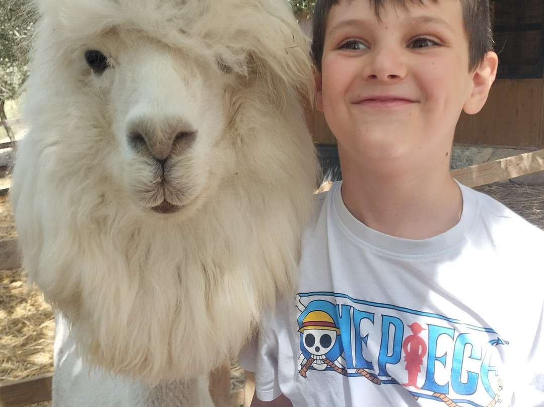 Basilicata Alpaca-Acerenza必去景点