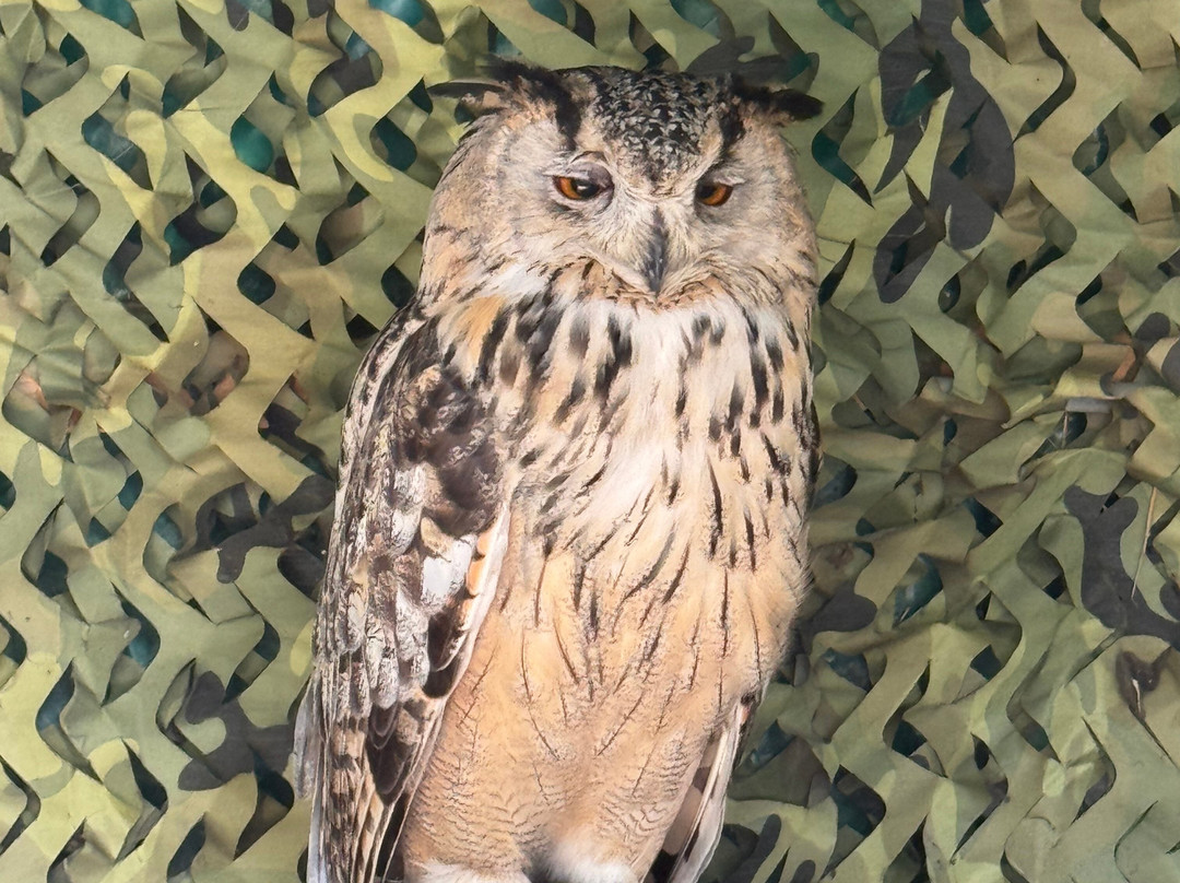 Totnes Rare Breeds Farm-托特尼斯必去景点