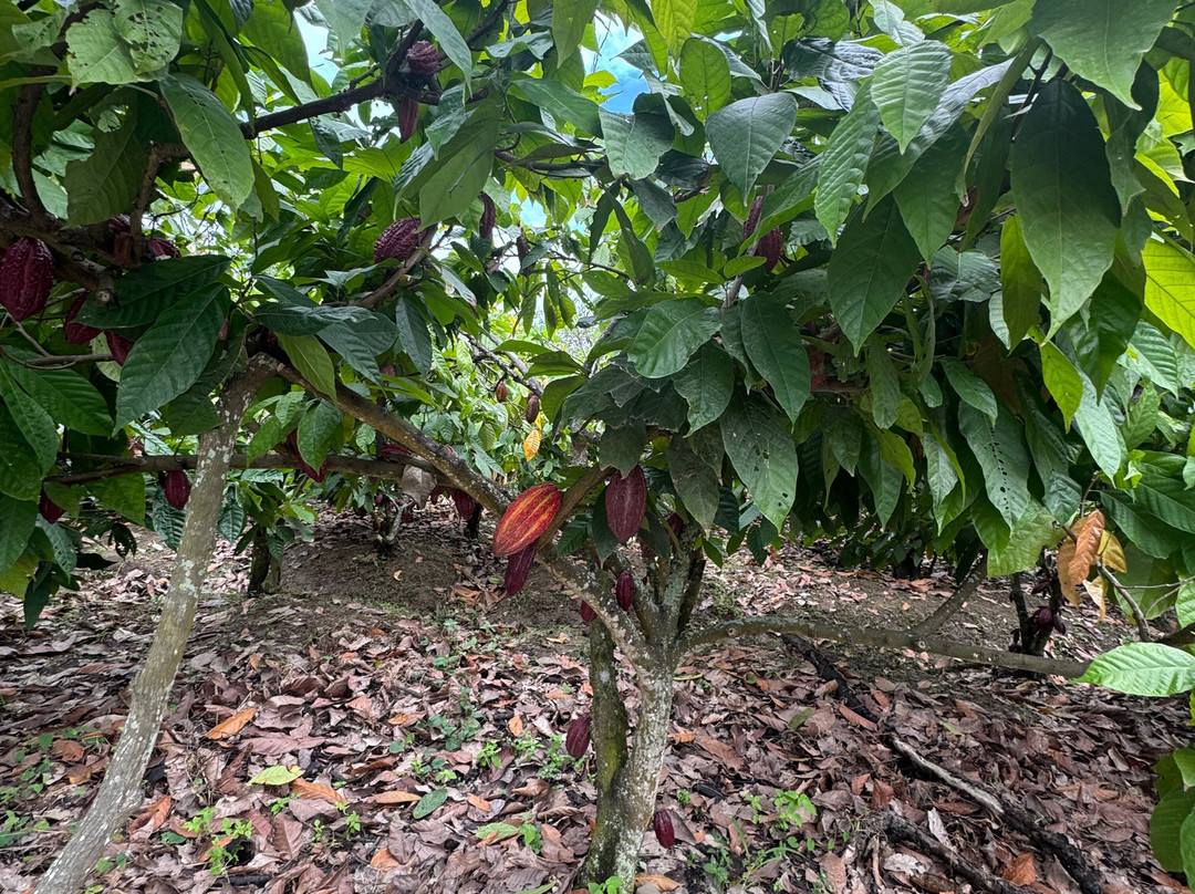 Hacienda Cacao y Mango-Naranjal必去景点