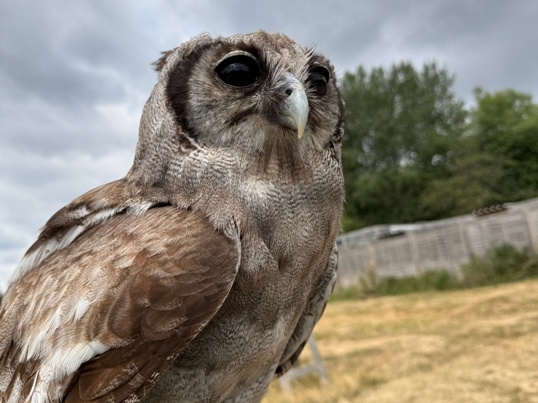 UK Owl And Raptor Centre-Groombridge必去景点