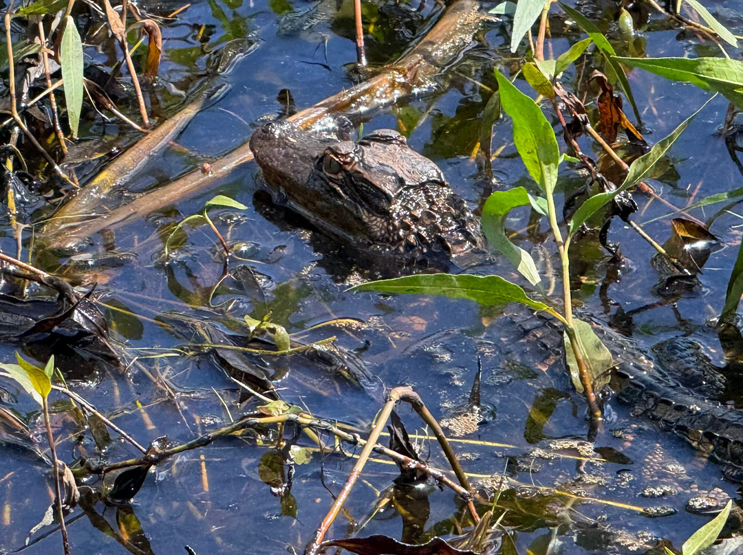 AirBoat Rides at Midway-Christmas必去景点