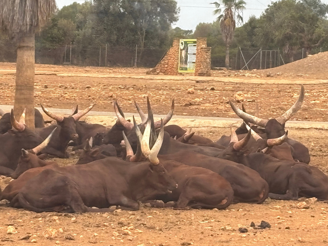 Safari Zoo Mallorca-萨可马必去景点