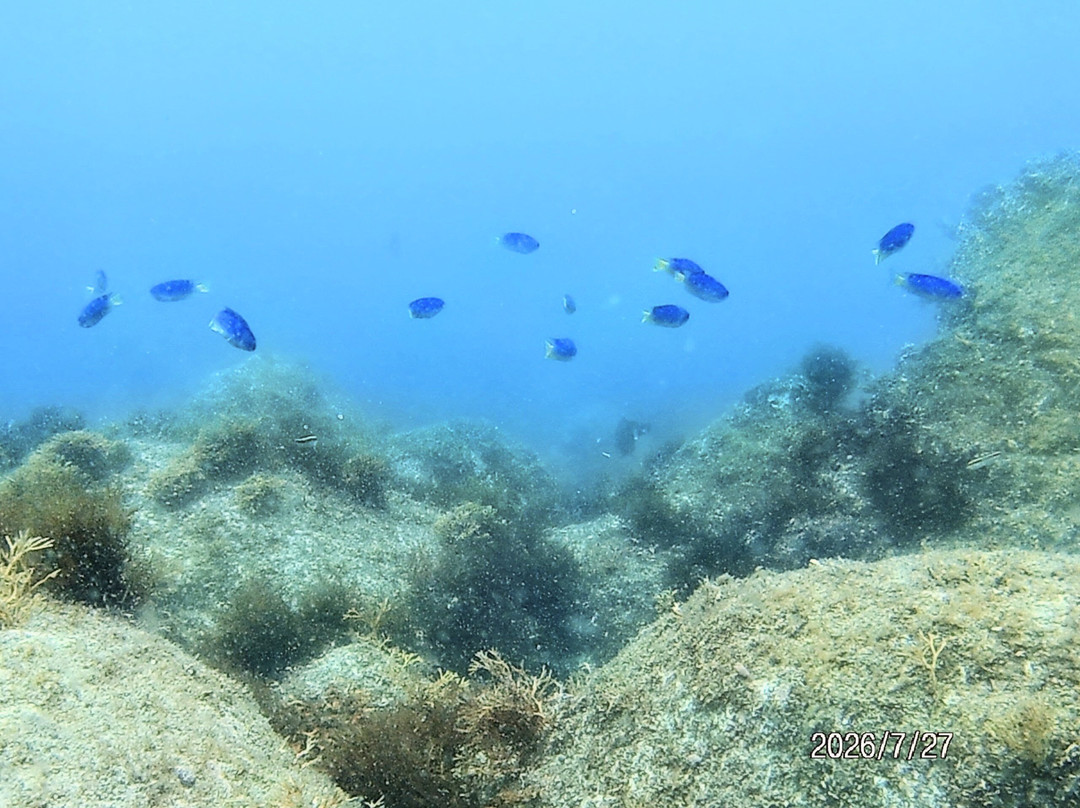 Izu Oceanic Park Diving Center - I.O.P.-伊东市必去景点