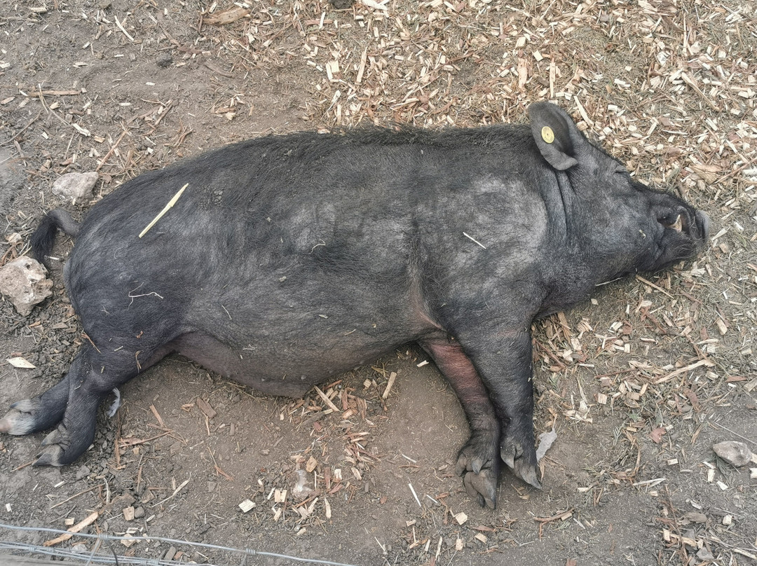 Kew Little Pigs Farm Ltd-Amersham必去景点