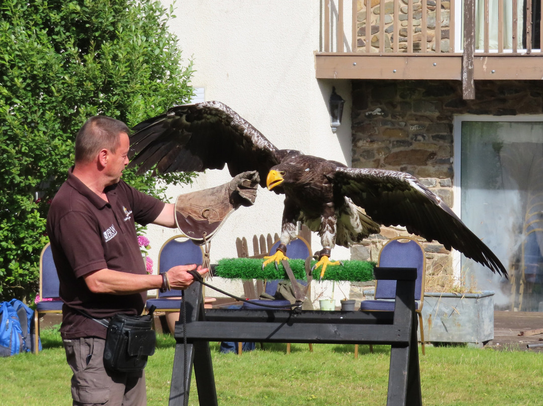 Falconry Experience Wales-Newtown必去景点
