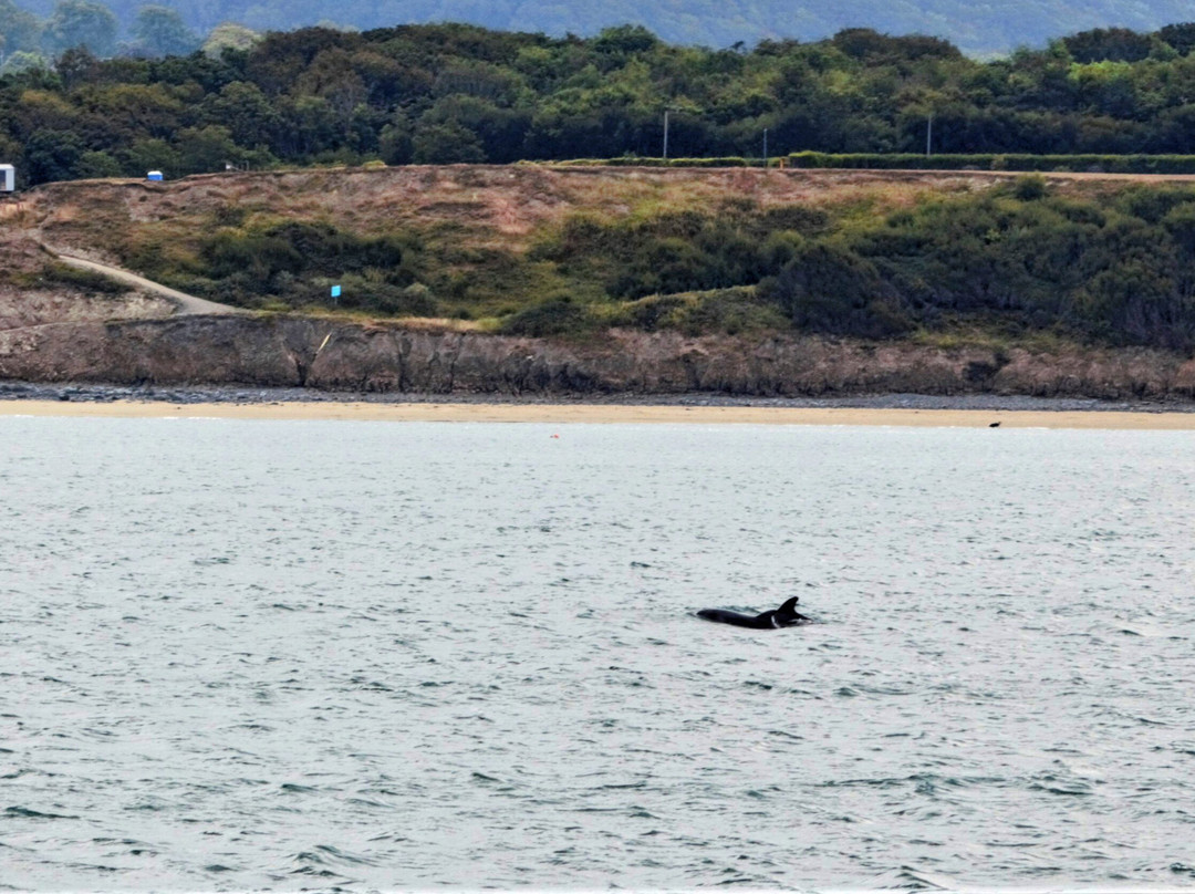 Dolphin Spotting Boat Trips (by New Quay Boat Trips)-纽基必去景点
