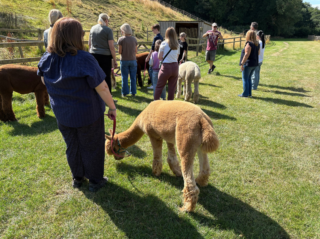 Alpaca Alpaca At Leven Valley-Yarm必去景点