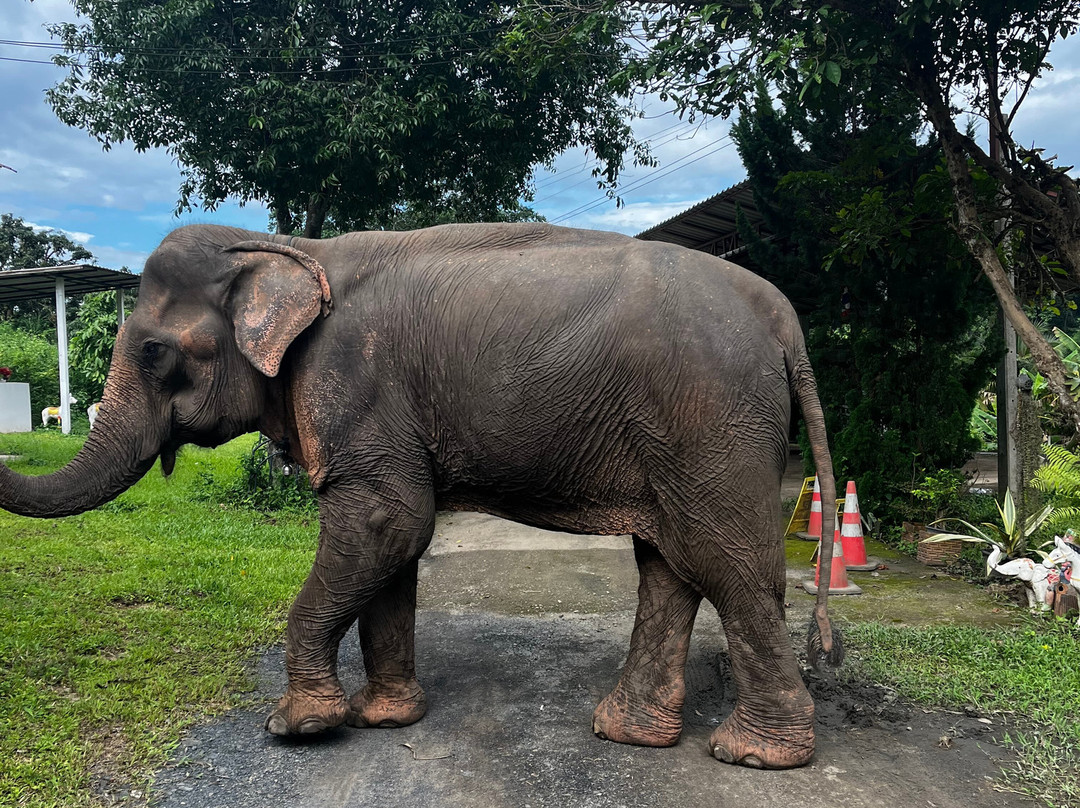 Lanna Kingdom Elephant Sanctuary-清迈必去景点