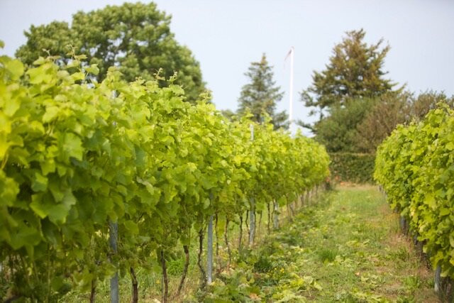 Kongstrup Vin