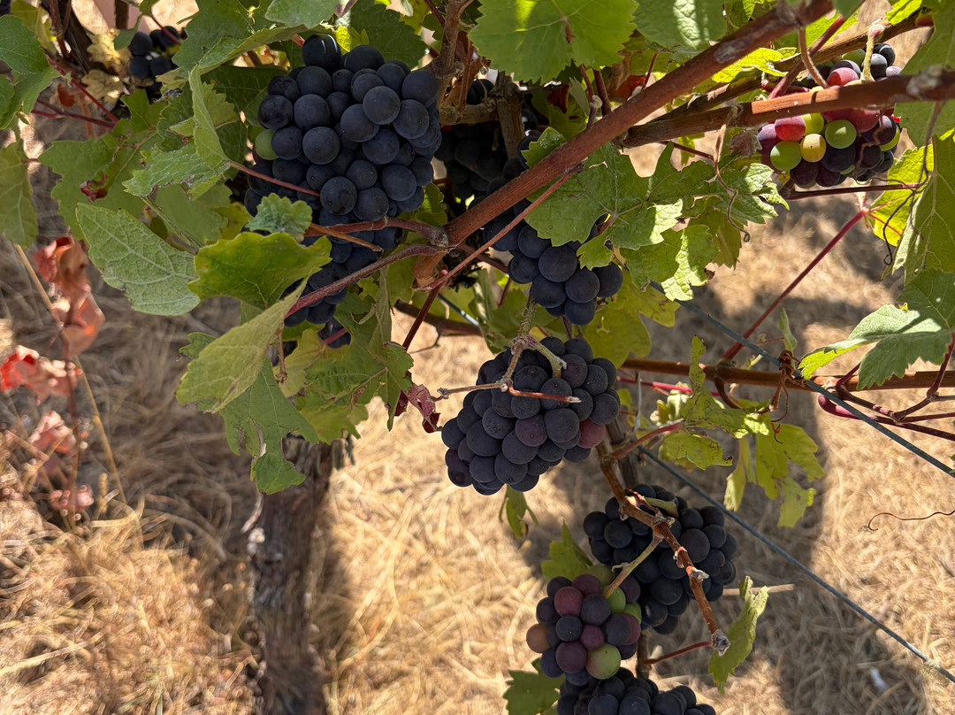 Albury Organic Vineyard-Albury必去景点