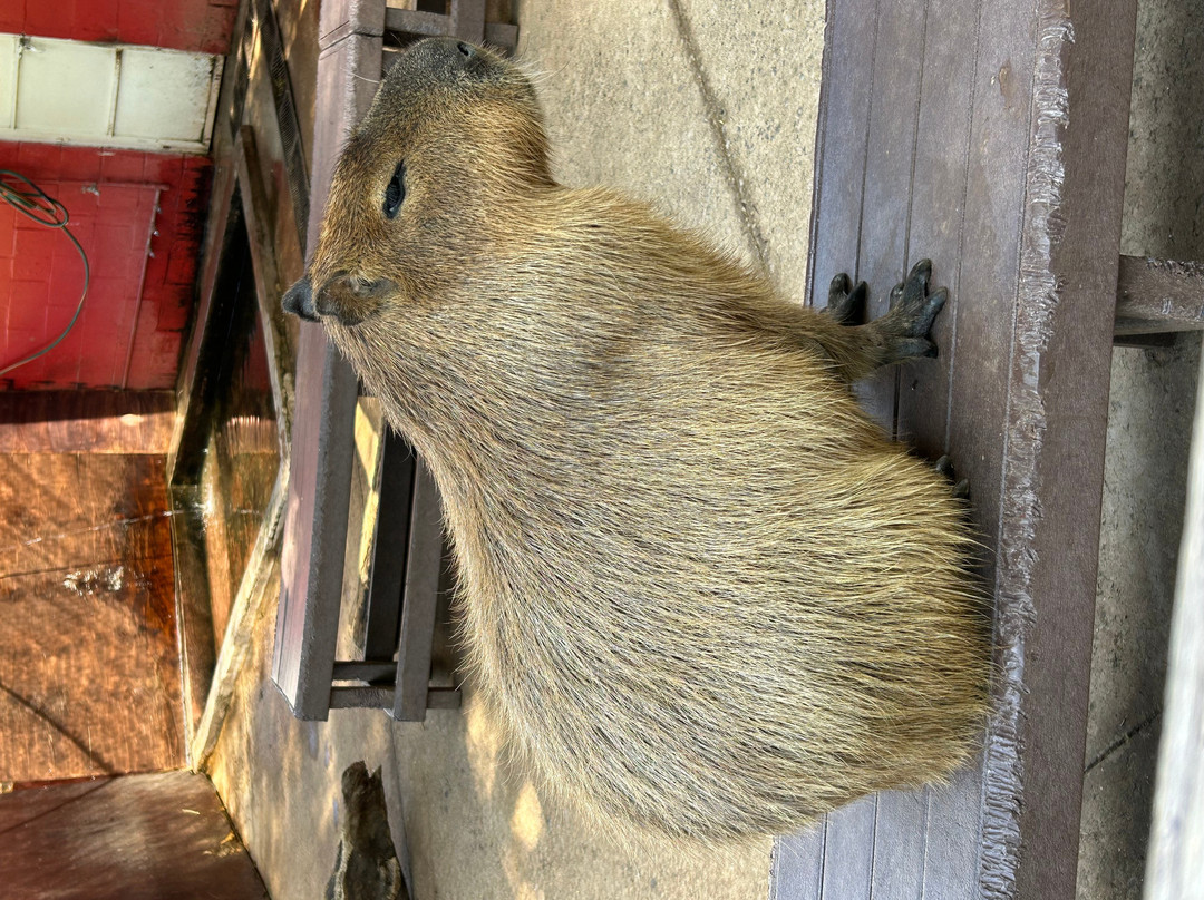 Acuario Michin Guadalajara-瓜达拉哈拉必去景点