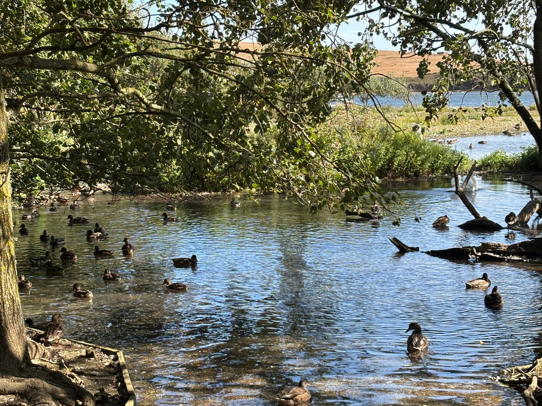 Abbotsbury Swannery-Abbotsbury必去景点