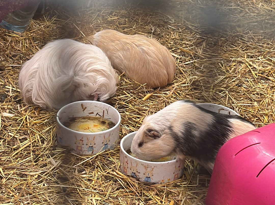 Lucky Tails Alpaca Farm-Atherstone必去景点