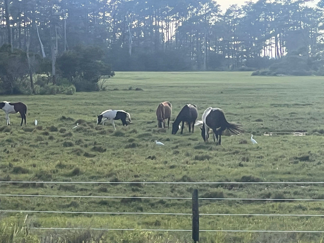 Chincoteague National Wildlife Refuge-钦科蒂格岛必去景点