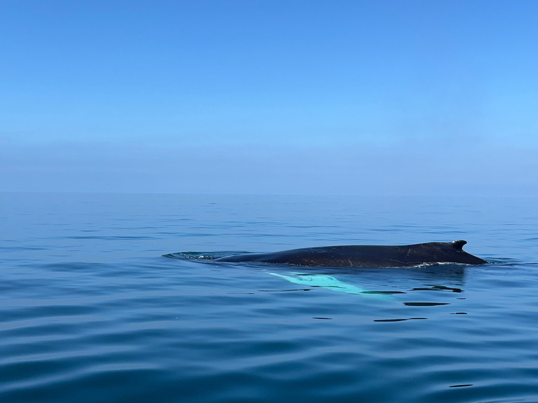 Freeport Whale & Seabird Tours-Freeport必去景点
