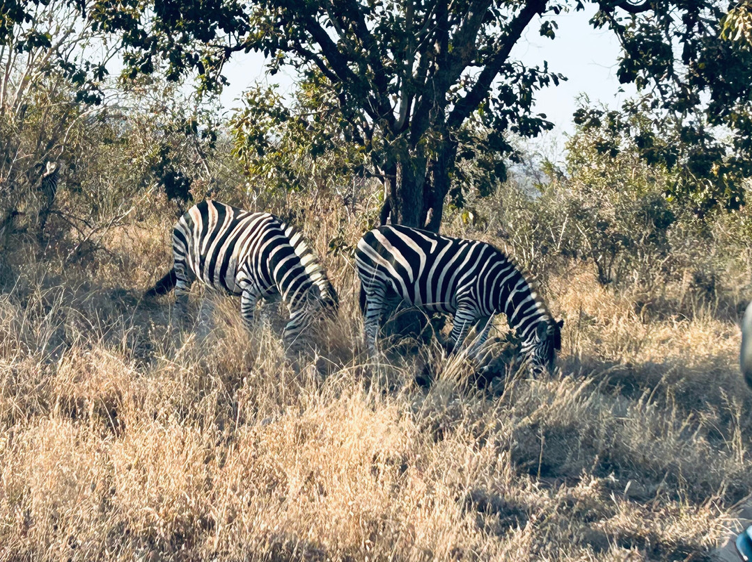 The Kruger Safari Co.-司库库札必去景点