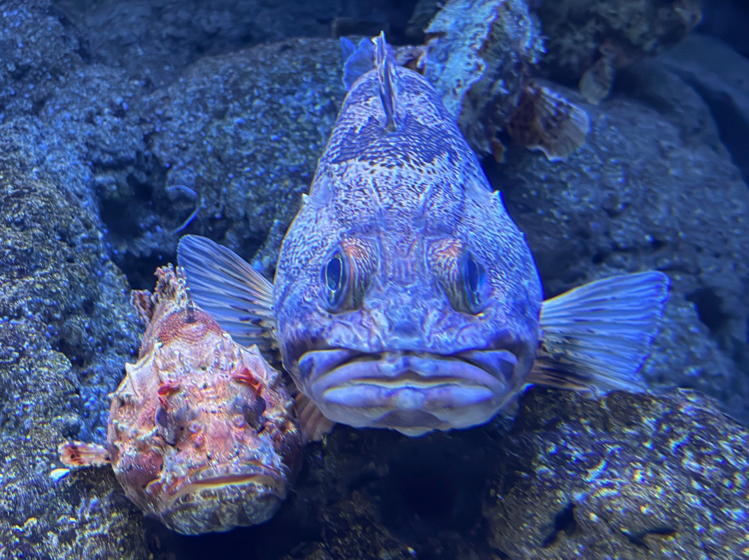 Bioparc Acuario De Gijón-希洪必去景点