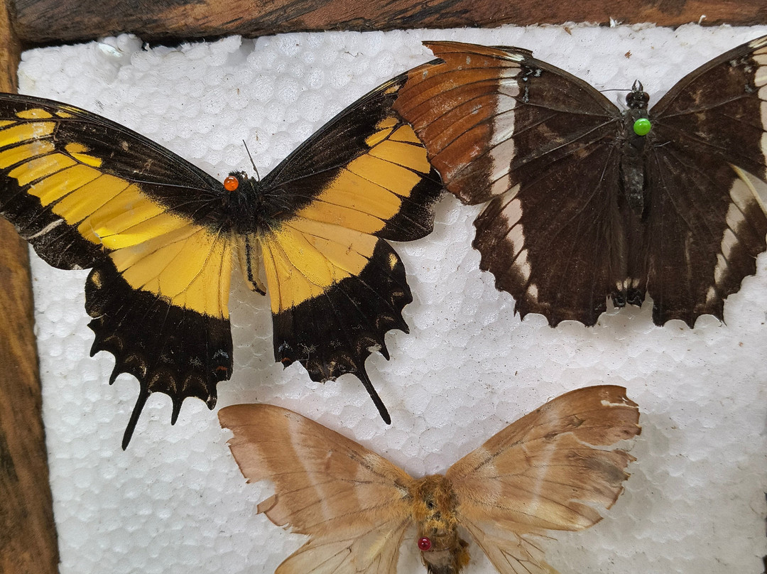Butterfly Garden Sierra Nevada-Minca必去景点