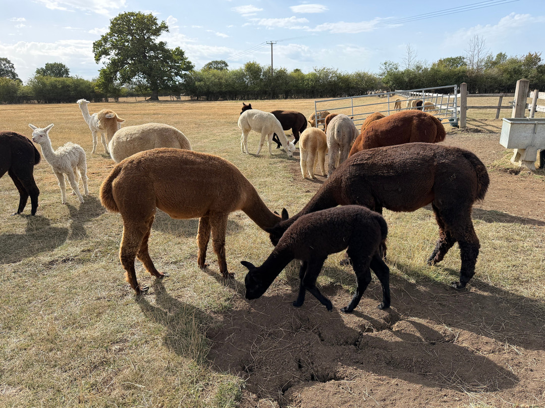 Lane House Alpaca Farm-切本哈姆必去景点