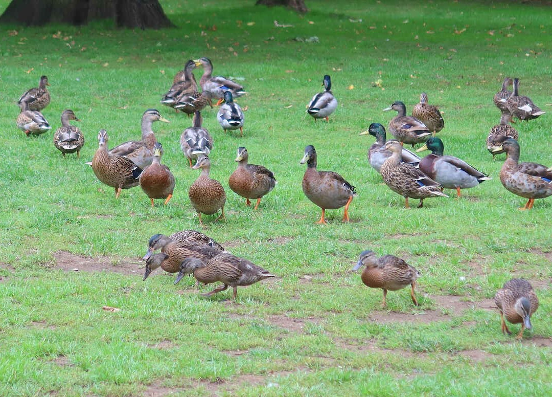Normanby Hall Country Park-Normanby必去景点