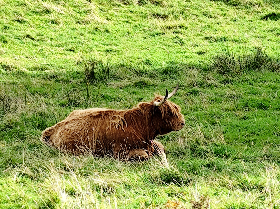 Real Scottish Journeys - Day Tours-Portree必去景点