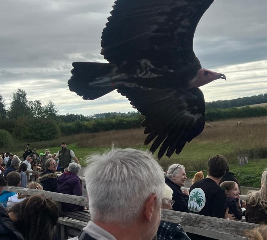 Hawk Conservancy Trust Bird of Prey Centre-Andover必去景点