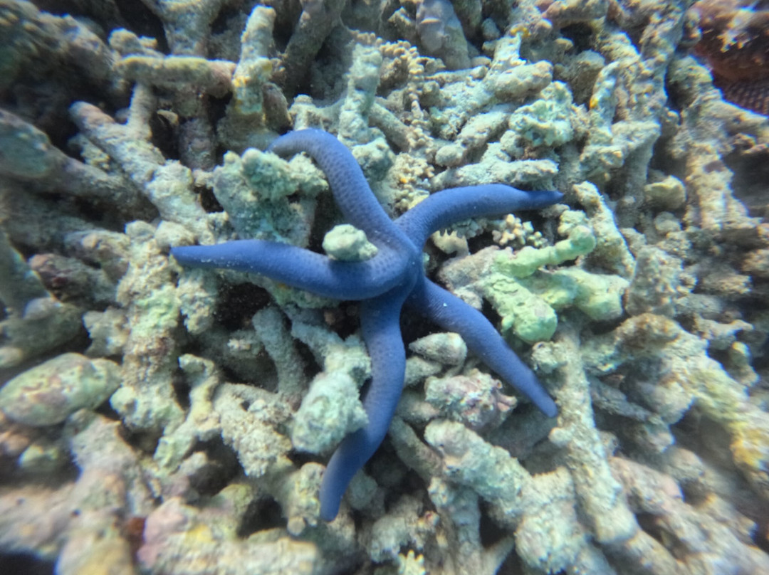Dive Point Zanzibar-Matemwe必去景点