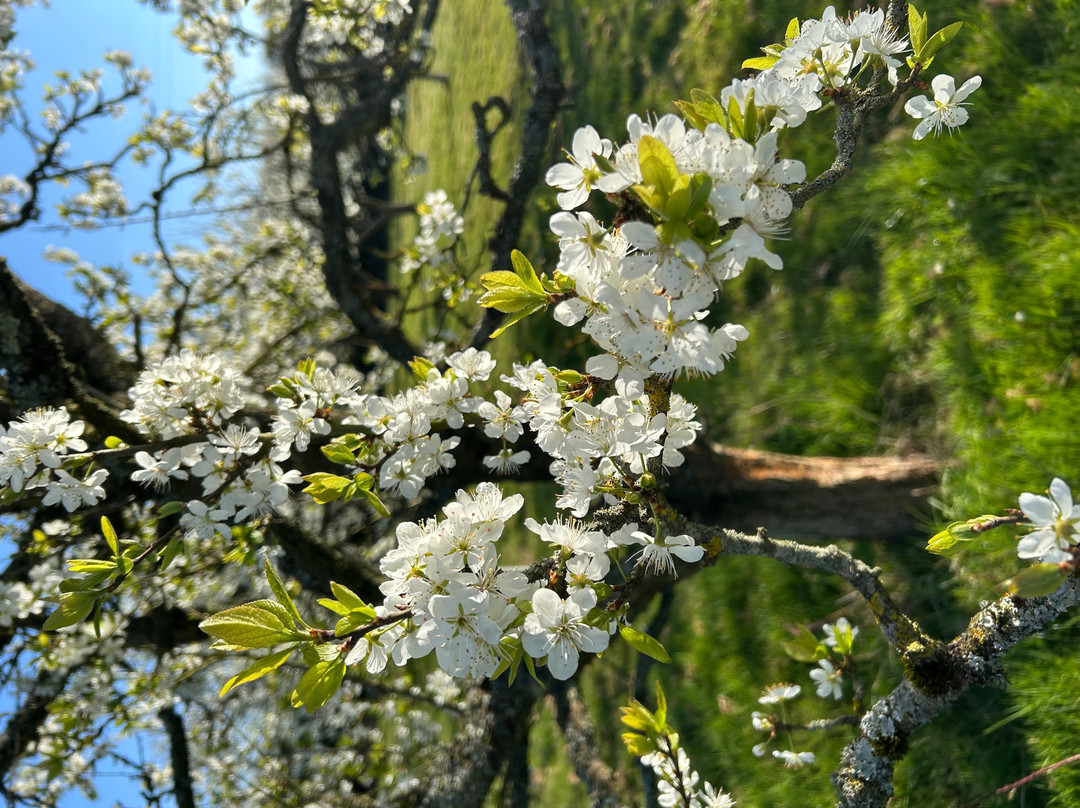 Bloomfield Fruit Farm-Chipping Ongar必去景点