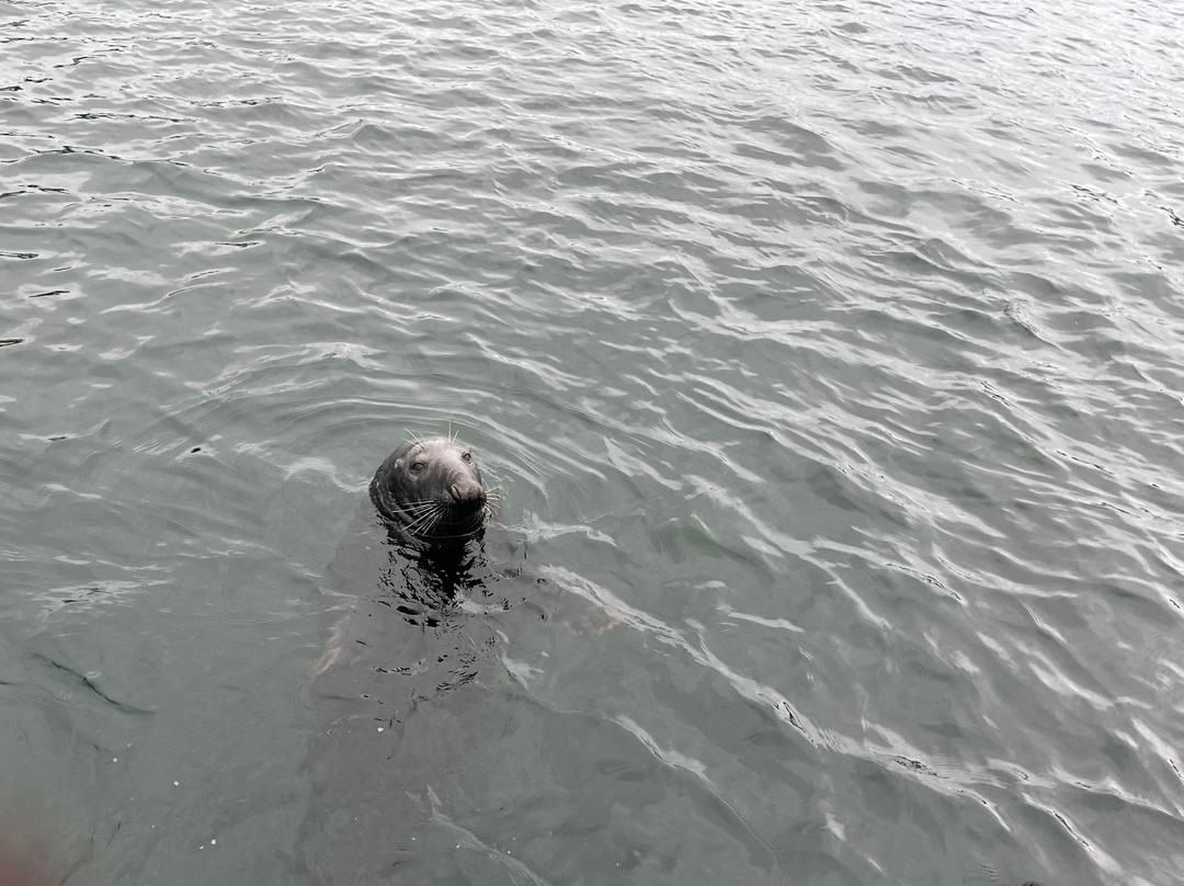 Seabirds and Seals - The Original Noss Boat Tours-Lerwick必去景点