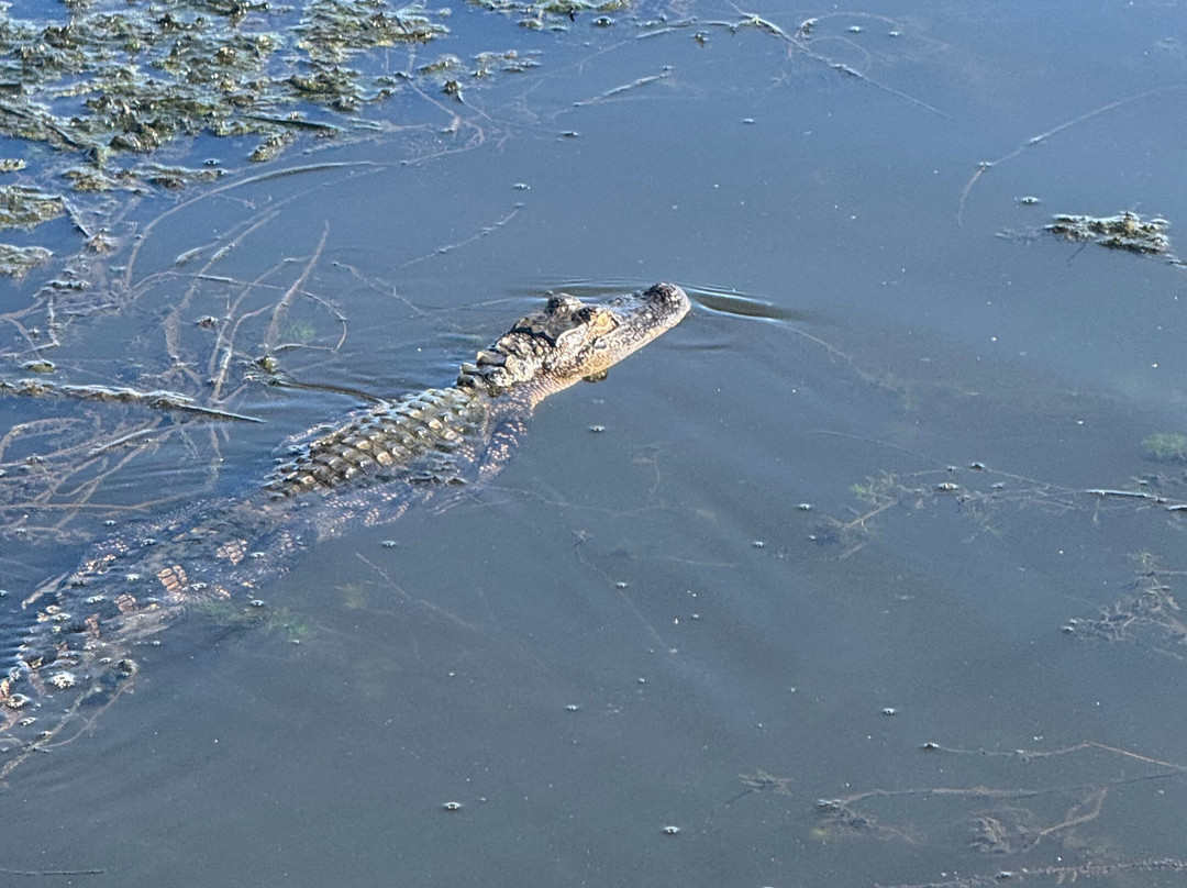 Airboat Express - Tours-Spanish Fort必去景点