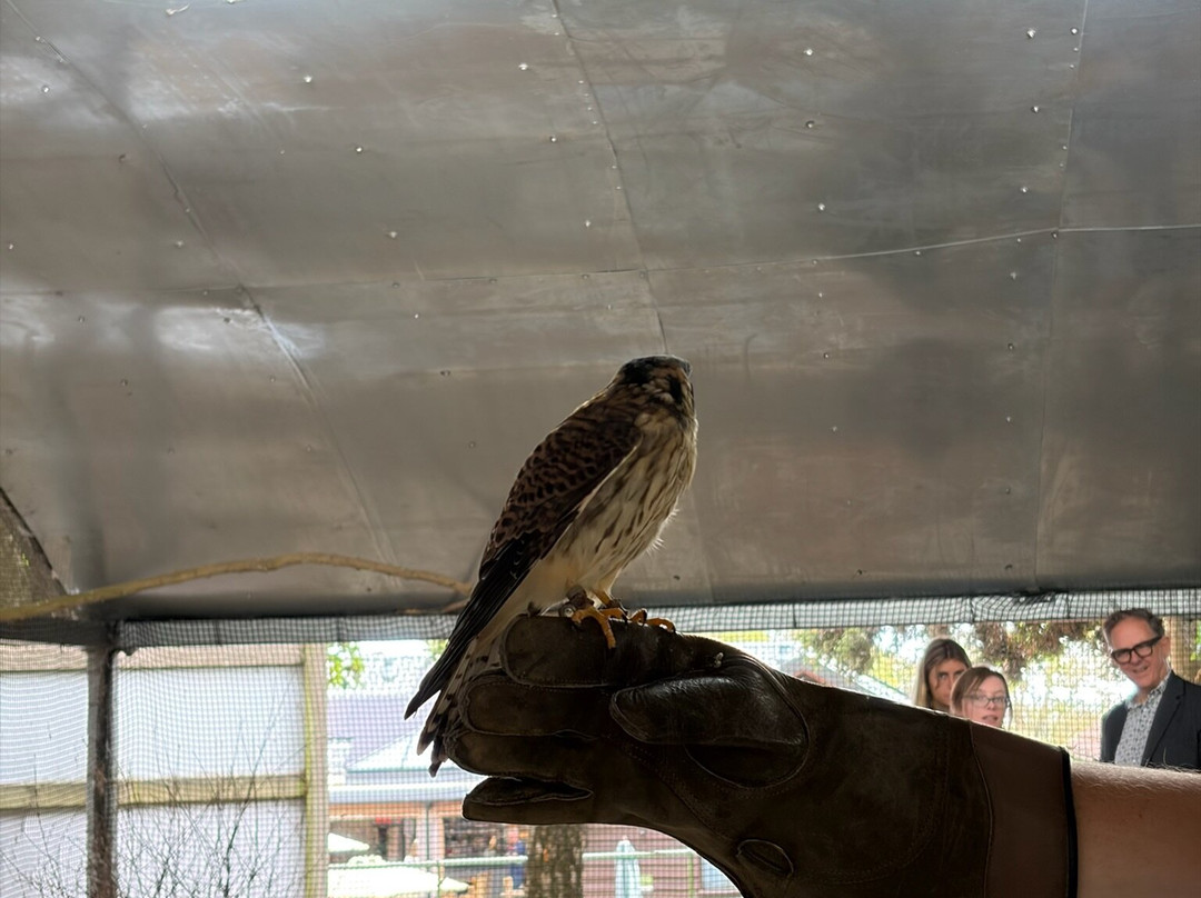Hawk Conservancy Trust Bird of Prey Centre-Andover必去景点