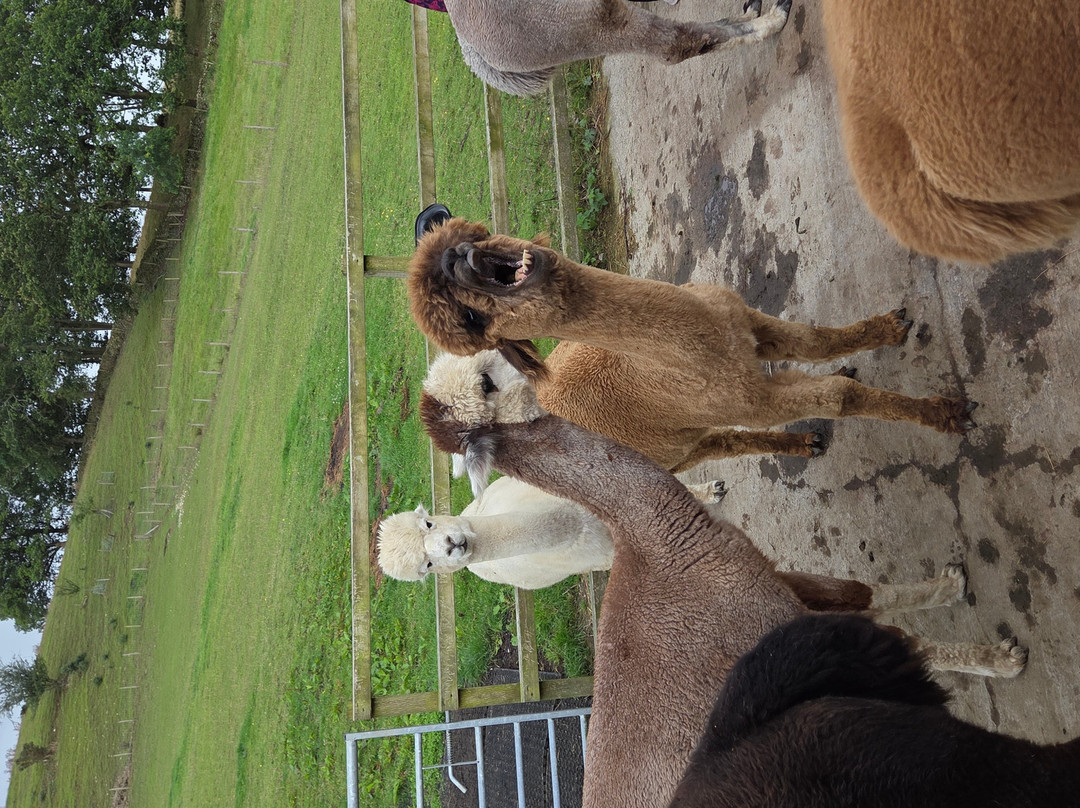 Wreay Syke Alpacas-肯德尔必去景点