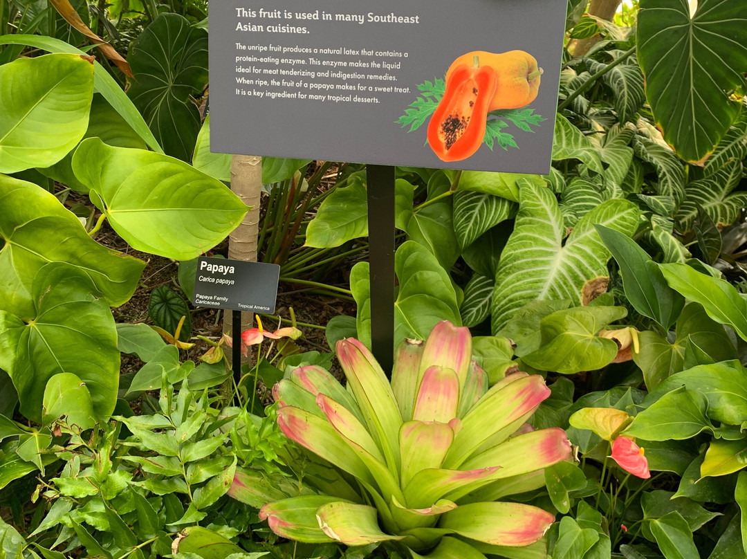 Myriad Botanical Gardens-俄克拉何马城必去景点