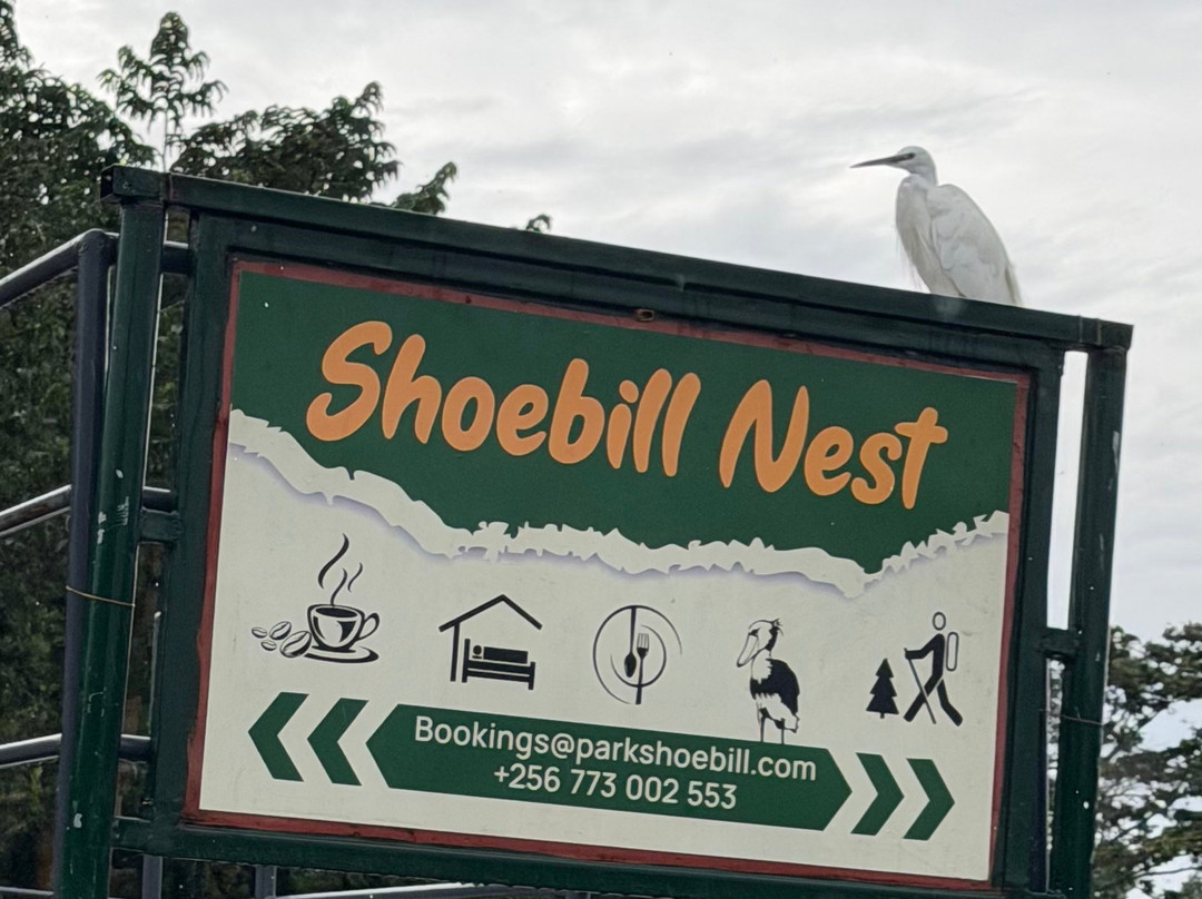 Mabamba Swamp Shoebill Bird Watching-恩德培必去景点