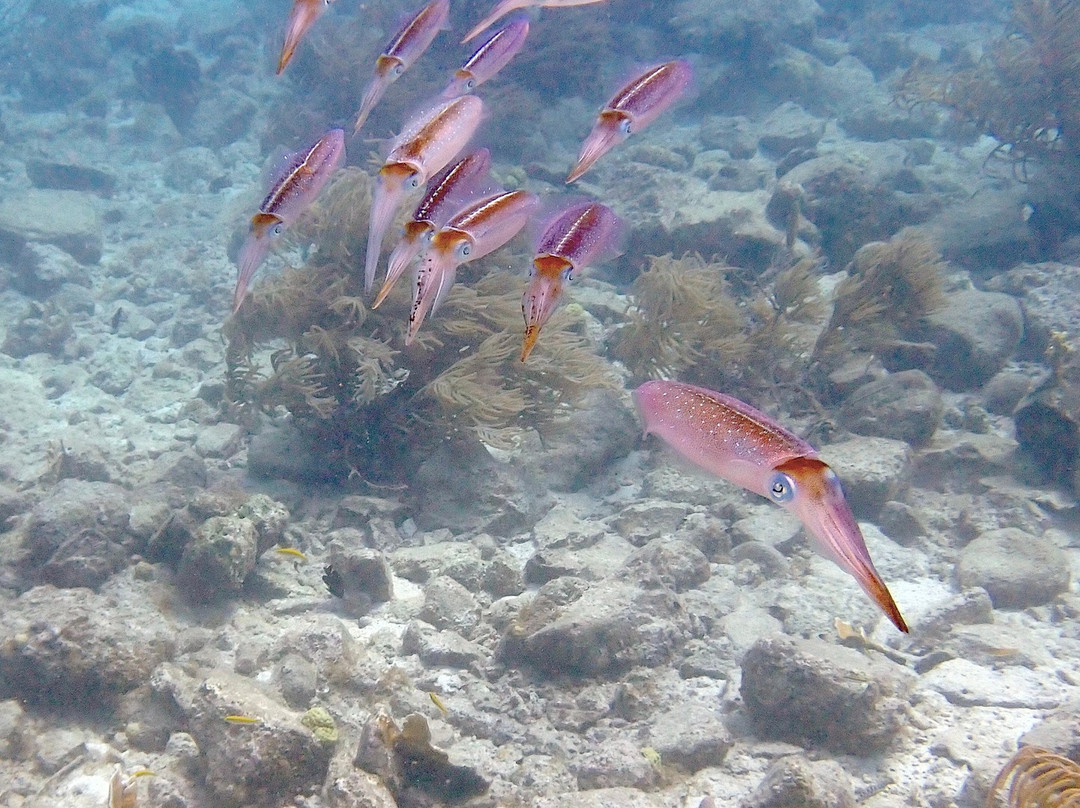 Wannadive Bonaire-Kralendijk必去景点