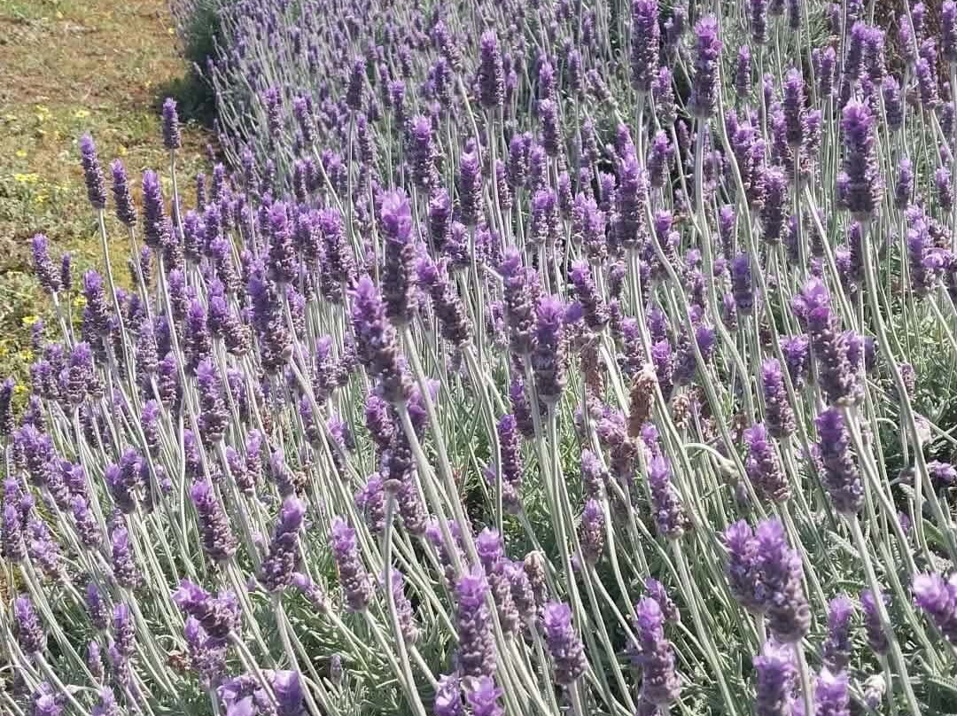 Lyndoch Lavender Farm-林道必去景点