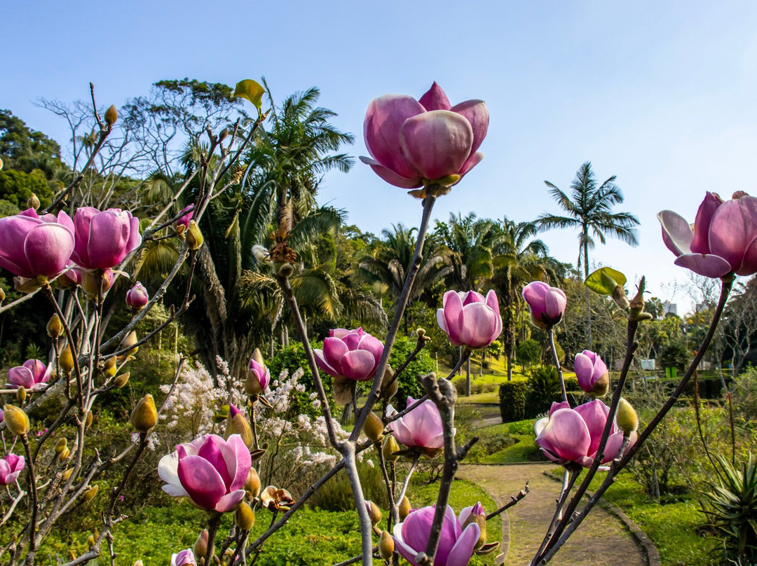 Jardim Botânico de São Paulo-圣保罗必去景点