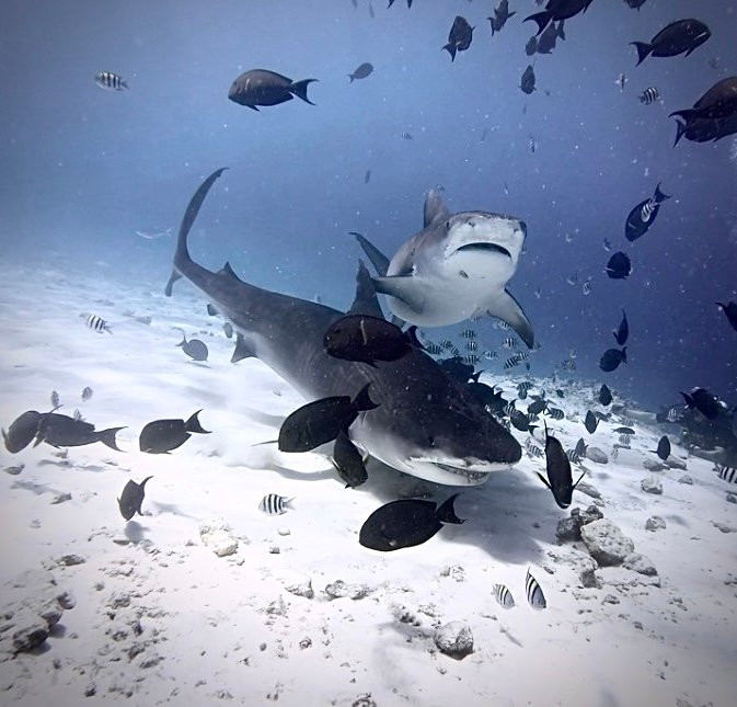 Pelagic Divers Fuvahmulah-Fuvahmulah必去景点