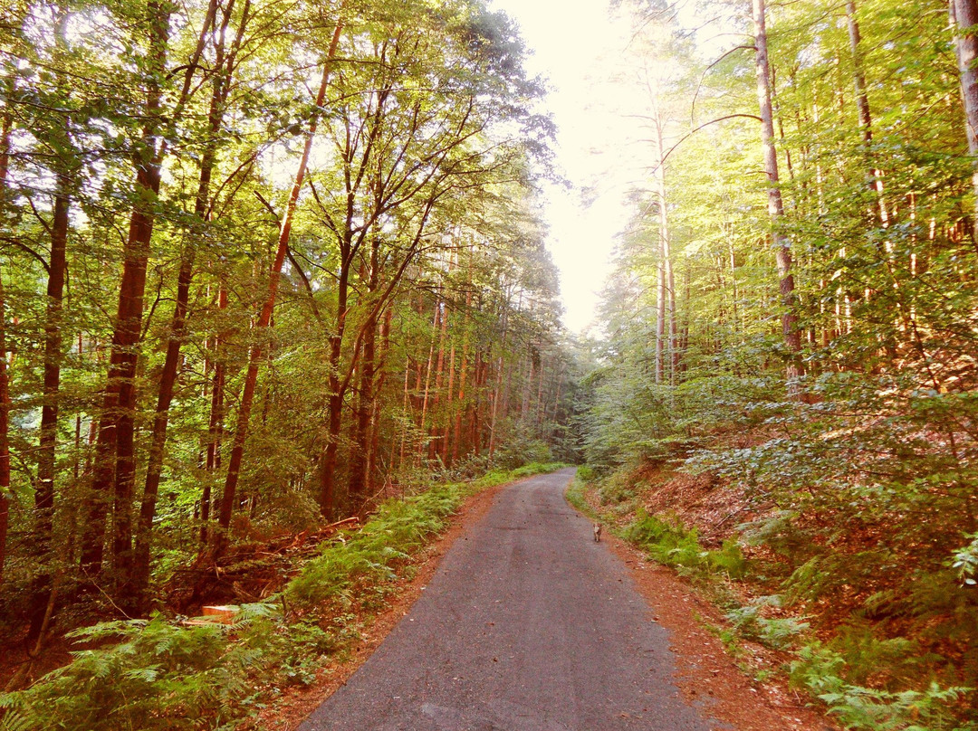 Burgruine Perlenberg-Bann必去景点