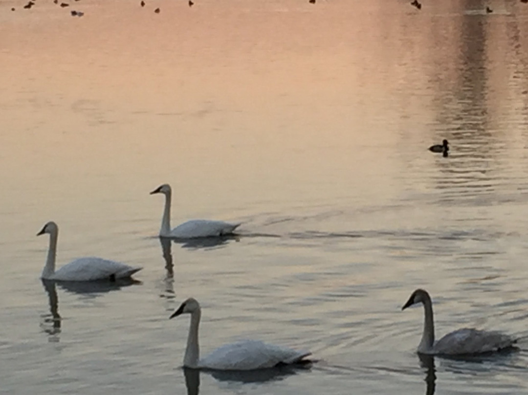 Trumpeter Swan viewing on Magness Lake景点图片
