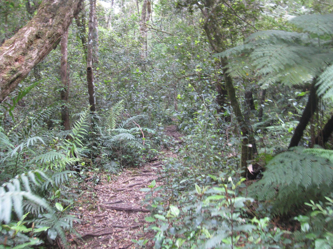 Jubilee Creek picnic site and walk