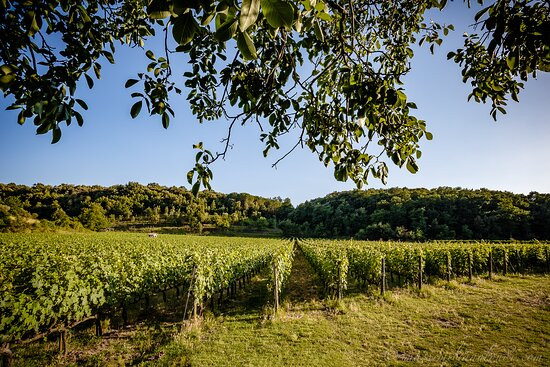 Tenuta La Macchia-Montescudaio必去景点