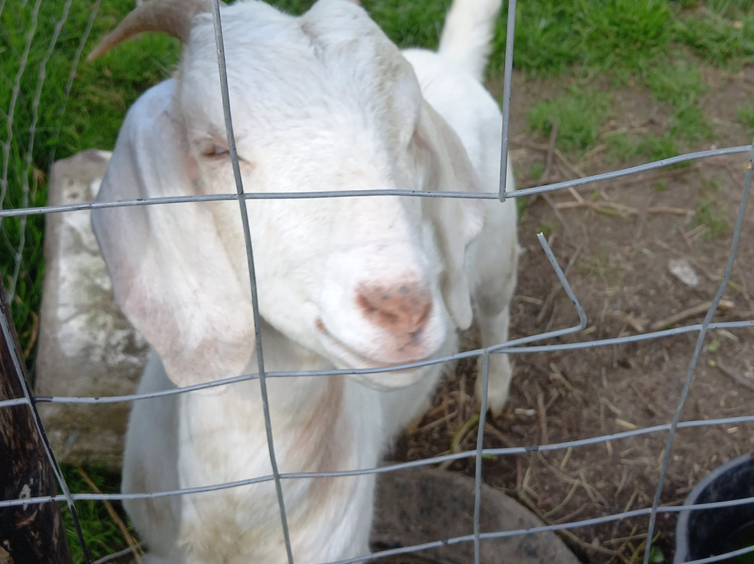 Caragh Open Farm-Carragh必去景点