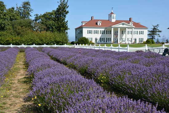 Washington Lavender景点图片