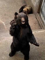 Showa Shinzan Kumabokujo-壮瞥町必去景点