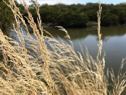 Screw Creek Townsend Bluff Estuary Walk-Inverloch必去景点