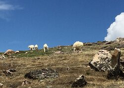 Beartooth Basin-科迪必去景点